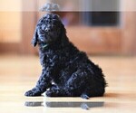 Small Photo #6 Poodle (Standard) Puppy For Sale in STANLEY, VA, USA