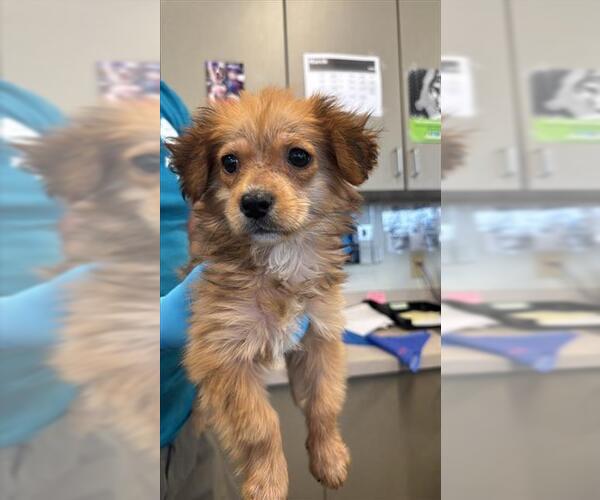 Medium Photo #1 Chihuahua Puppy For Sale in San Antonio, TX, USA