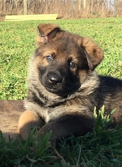 German Shepherd Dog Puppy for sale in SAINT CHARLES, MO, USA