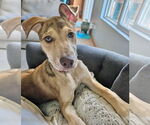Small #2 Catahoula Leopard Dog