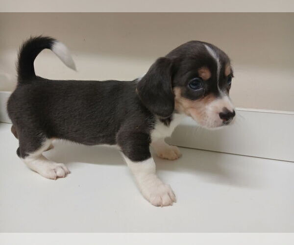 Medium Photo #1 Chiweenie Puppy For Sale in CANTON, GA, USA