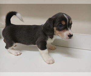 Chiweenie Puppy for sale in CANTON, GA, USA