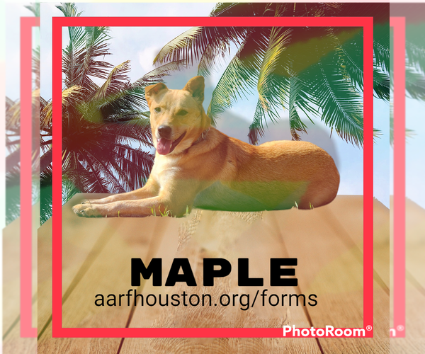 Medium Photo #21 Chihuahua-Unknown Mix Puppy For Sale in Spring, TX, USA