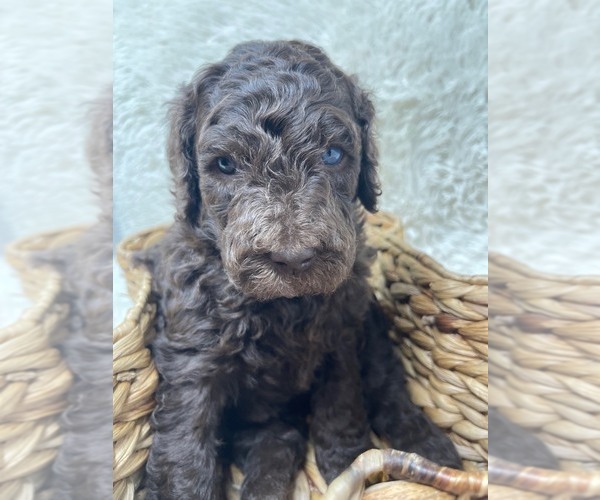 Medium Photo #6 Double Doodle Puppy For Sale in PIERSON, FL, USA