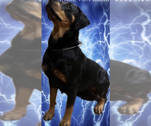 Mother of the Rottweiler puppies born on 05/11/2025