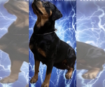 Small Photo #1 Rottweiler Puppy For Sale in SUN CITY, AZ, USA