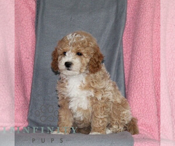 Medium Photo #3 Poodle (Miniature) Puppy For Sale in KIRKWOOD, PA, USA
