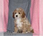 Small #2 Poodle (Miniature)