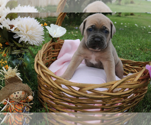 Cane Corso Puppy for sale in CAMBY, IN, USA