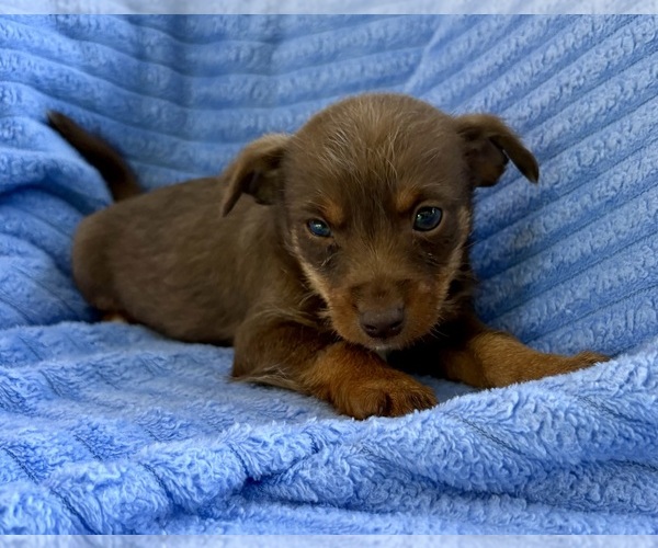 Medium Photo #5 Chihuahua Puppy For Sale in FAIR HAVEN, MI, USA