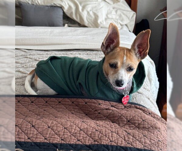 Medium Photo #4 Jack Russell Terrier Puppy For Sale in Denton, TX, USA