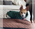 Small #3 Jack Russell Terrier