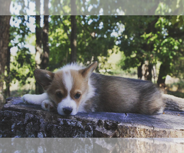 Medium Photo #14 Pembroke Welsh Corgi Puppy For Sale in FAIR GROVE, MO, USA