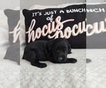 Image preview for Ad Listing. Nickname: Buster