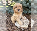 Small #3 Cockapoo (Miniature)