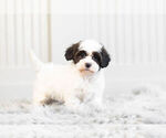Small #3 Morkie-Poodle (Toy) Mix