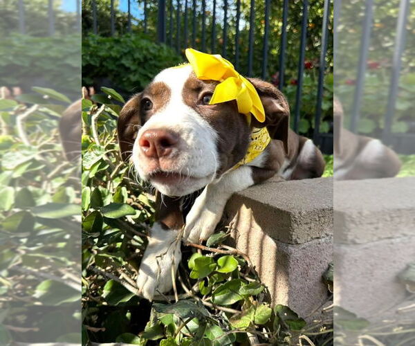 Medium Photo #3 American Pit Bull Terrier-Unknown Mix Puppy For Sale in Redlands, CA, USA