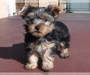 Yorkshire Terrier Puppy for sale in BROWNSVILLE, TX, USA