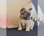 Small Photo #11 French Bulldog Puppy For Sale in STUDIO CITY, CA, USA