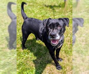 Labrador Retriever-Unknown Mix Dogs for adoption in Akron, OH, USA