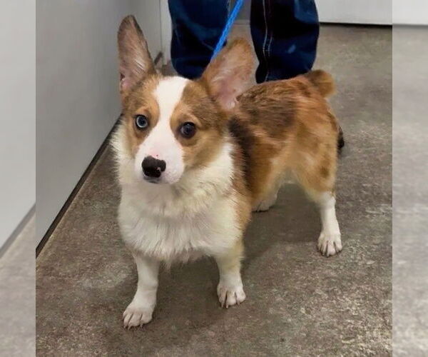 Medium Photo #5 Mutt Puppy For Sale in Minneapolis, MN, USA