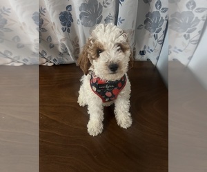 Goldendoodle-Poodle (Miniature) Mix Puppy for sale in DURHAM, CT, USA