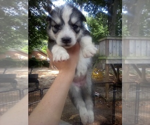 Siberian Husky Puppy for sale in FLORENCE, SC, USA