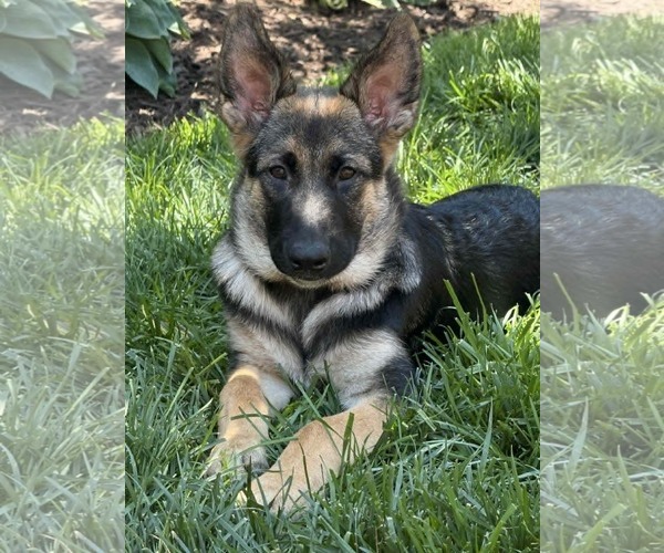 Medium Photo #4 German Shepherd Dog Puppy For Sale in Gretna, NE, USA
