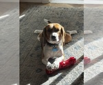 Small Photo #1 Beagle Puppy For Sale in CHANDLER, AZ, USA