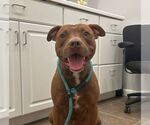 Small #1 American Bulldog
