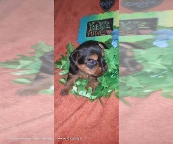 Medium Photo #17 Yorkshire Terrier Puppy For Sale in AKRON, OH, USA