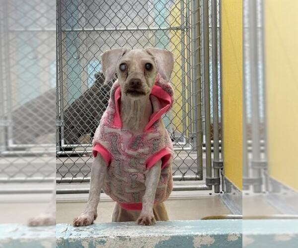 Medium Photo #1 Poodle (Miniature) Puppy For Sale in Temple, TX, USA