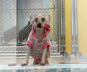 Poodle (Miniature) Dogs for adoption in Temple, TX, USA