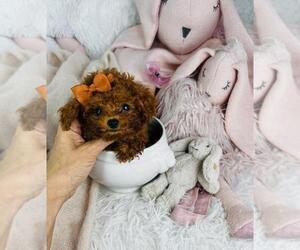 Poodle (Toy) Puppy for sale in MIAMI, FL, USA