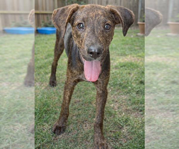 Medium Photo #3 Catahoula Leopard Dog-Labrador Retriever Mix Puppy For Sale in Grovertown, IN, USA