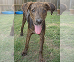 Small #2 Catahoula Leopard Dog-Labrador Retriever Mix