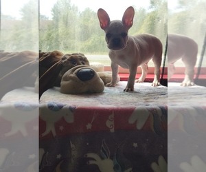 French Bulldog Puppy for sale in DELTONA, FL, USA