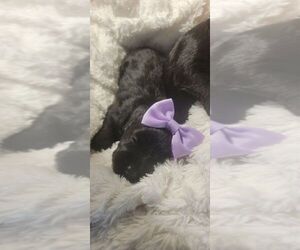 Schnauzer (Miniature) Dog for Adoption in BROOKSVILLE, Florida USA