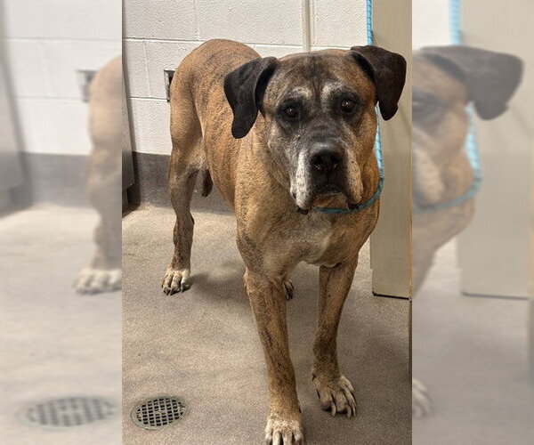 Medium Photo #1 Mastiff Puppy For Sale in Forestville, MD, USA