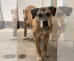 Small Mastiff