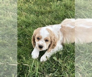 Cockalier Puppy for sale in ALFRED STATION, NY, USA