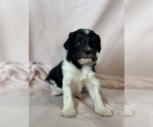 Medium Photo #6 Bernedoodle (Miniature) Puppy For Sale in LONGMONT, CO, USA