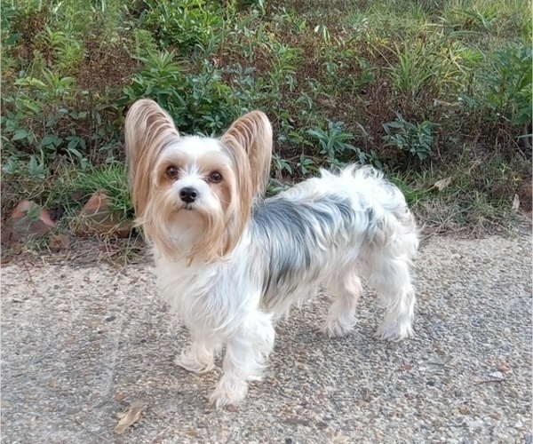 Medium Photo #1 Yorkshire Terrier Puppy For Sale in EIGHT MILE, AL, USA