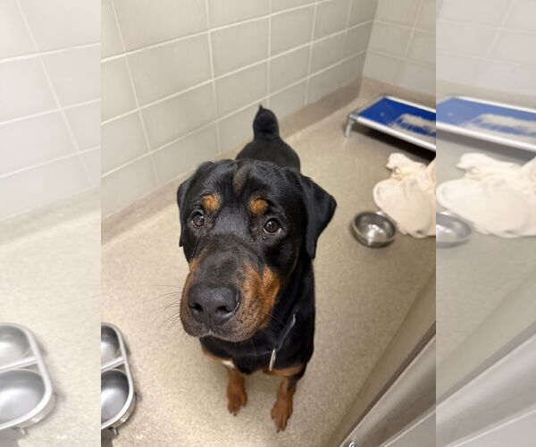 Medium Photo #3 Rottweiler Puppy For Sale in Virginia Beach, VA, USA