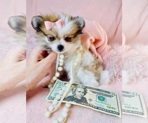 Medium Photo #2 Pomeranian Puppy For Sale in HOUSTON, TX, USA
