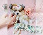 Small #1 Pomeranian