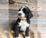 Small #9 Bernedoodle