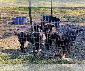German Shepherd Dog Puppy for sale in DEBARY, FL, USA