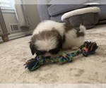 Small Photo #4 Shih Tzu Puppy For Sale in DECATUR, GA, USA
