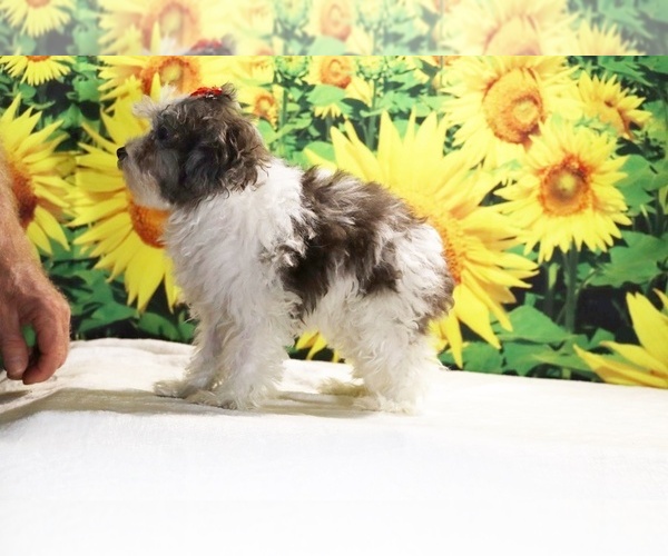 Medium Photo #3 Goldendoodle (Miniature) Puppy For Sale in DYERSBURG, TN, USA